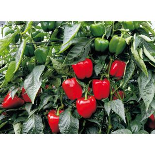 Compra PIMIENTO AYACUCHO F1 (1000 Semillas) en la tienda online Fito Agrícola