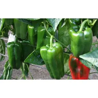 Compra PIMIENTO OAXACA F1 (1000 Semillas) en la tienda online Fito Agrícola
