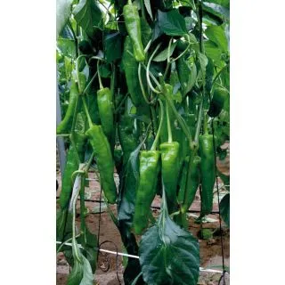 Compra PIMIENTO TRAPANI F1 (1000 Semillas) en la tienda online Fito Agrícola