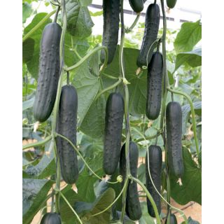 Compra PEPINO DENZEL F1 (1000 Semillas) en la tienda online Fito Agrícola