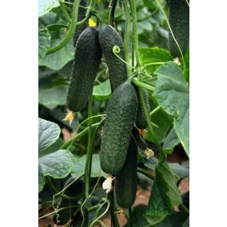 Compra PEPINO FAVILA F1 (1000 Semillas) en la tienda online Fito Agrícola