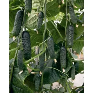 Compra PEPINO MORANTE F1 (1000 Semillas) en la tienda online Fito Agrícola