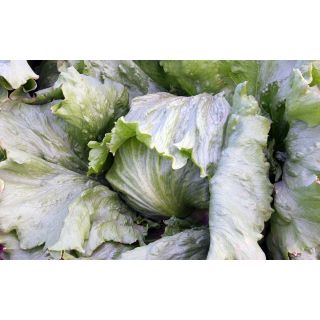 Compra LECHUGA ALTAI Pildorada (25.000 Semillas) en la tienda online Fito Agrícola