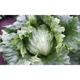 Compra LECHUGA NAVELA Pildorada (25.000 Semillas) en la tienda online Fito Agrícola