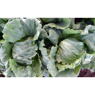 Compra LECHUGA ALMENARA Pildorada (25.000 Semillas) en la tienda online Fito Agrícola