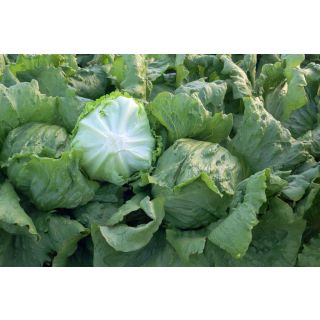 Compra LECHUGA ADROA Pildorada (25.000 Semillas) en la tienda online Fito Agrícola