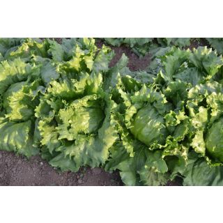 Compra LECHUGA BANGALOR Pildorada (25.000 Semillas) en la tienda online Fito Agrícola