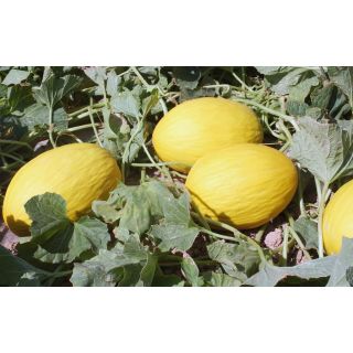 Compra MELÓN FRANGELICO F1 (1000 Semillas) en la tienda online Fito Agrícola