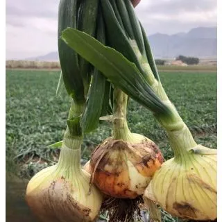 Compra CEBOLLA AXATI F1 (100.000 Semillas) en la tienda online Fito Agrícola