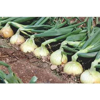 Compra CEBOLLA PALMA F1 (100.000 Semillas) en la tienda online Fito Agrícola