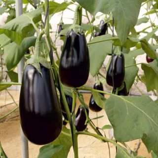 Compra BERENJENA OLIMPIA F1 (1000 Semillas) en la tienda online Fito Agrícola