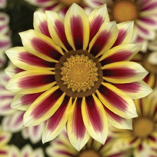 Compra GAZANIA BIG KISS WHITE FLAME F1 (1000 Semillas). en la tienda online Fito Agrícola