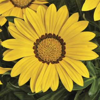Compra GAZANIA BIG KISS YELLOW F1 (1000 Semillas). en la tienda online Fito Agrícola