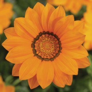 Compra GAZANIA BIG KISS ORANGE F1 (1000 Semillas). en la tienda online Fito Agrícola
