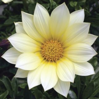Compra GAZANIA GAZOO® CLEAR VANILLA F1 (1000 Semillas). en la tienda online Fito Agrícola