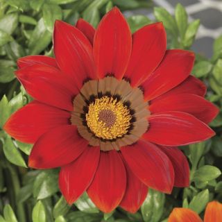 Compra GAZANIA GAZOO® RED WITH RING F1 (1000 Semillas). en la tienda online Fito Agrícola