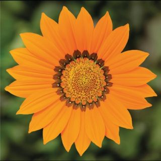 Compra GAZANIA KISS ORANGE F1 (1000 Semillas). en la tienda online Fito Agrícola