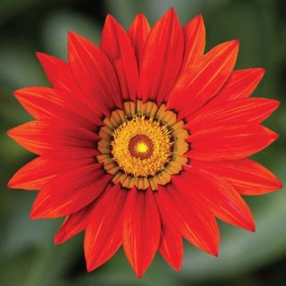 Compra GAZANIA KISS RED F1 (1000 Semillas). en la tienda online Fito Agrícola