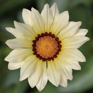 Compra GAZANIA KISS WHITE IMPROVED F1 (1000 Semillas). en la tienda online Fito Agrícola