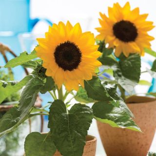 Compra GIRASOL SMILEY F1 (1000 Semillas). en la tienda online Fito Agrícola