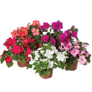Compra IMPATIENS IMARA® PASTEL MIX F1 (1000 Semillas). en la tienda online Fito Agrícola