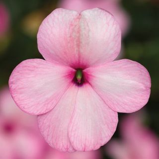 Compra IMPATIENS IMARA® PINK F1 (1000 Semillas). en la tienda online Fito Agrícola