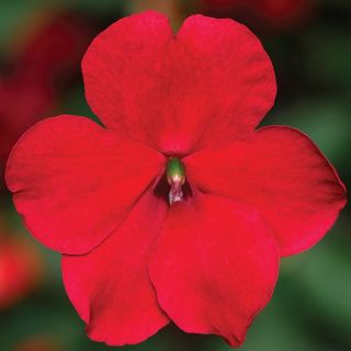 Compra IMPATIENS IMARA® RED F1 (1000 Semillas). en la tienda online Fito Agrícola
