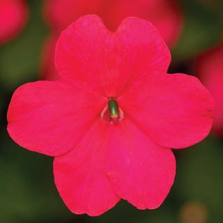 Compra IMPATIENS IMARA® ROSE F1 (1000 Semillas). en la tienda online Fito Agrícola