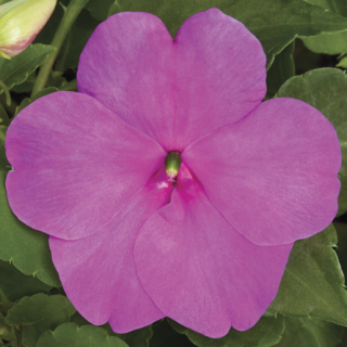 Compra IMPATIENS XTREME LILAC F1 (1000 Semillas). en la tienda online Fito Agrícola
