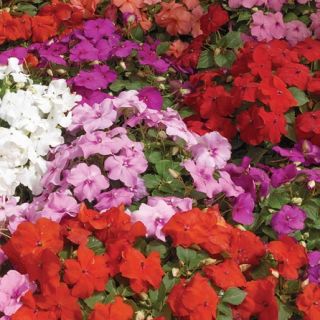 Compra IMPATIENS XTREME MIX F1 (1000 Semillas). en la tienda online Fito Agrícola