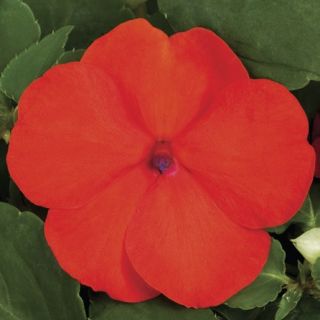 Compra IMPATIENS XTREME ORANGE F1 (1000 Semillas). en la tienda online Fito Agrícola