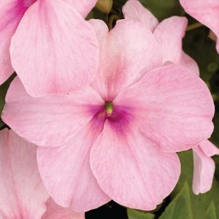 Compra IMPATIENS XTREME PINK F1 (1000 Semillas). en la tienda online Fito Agrícola