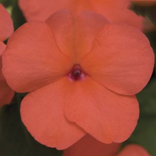 Compra IMPATIENS XTREME SALMON F1 (1000 Semillas). en la tienda online Fito Agrícola