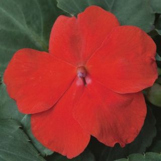 Compra IMPATIENS XTREME SCARLET F1 (1000 Semillas). en la tienda online Fito Agrícola