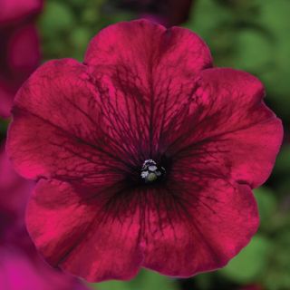 Compra PETUNIA DUVET® BURGUNDY Pildorada F1 (1000 Semillas). en la tienda online Fito Agrícola