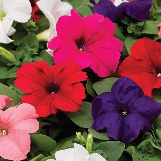 Compra PETUNIA DUVET® MIX Pildorada F1 (1000 Semillas). en la tienda online Fito Agrícola