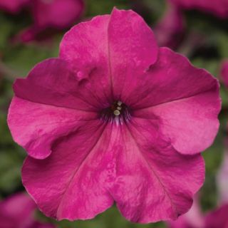 Compra PETUNIA DUVET® PINK Pildorada F1 (1000 Semillas). en la tienda online Fito Agrícola
