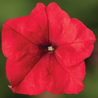 Compra PETUNIA DUVET® RED IMPROVED Pildorada F1 (1000 Semillas). en la tienda online Fito Agrícola