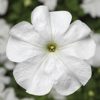 Compra PETUNIA DUVET® WHITE Pildorada F1 (1000 Semillas). en la tienda online Fito Agrícola