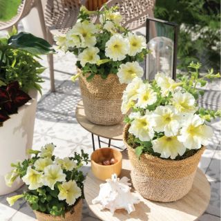 Compra PETUNIA PRISM SUNSHINE Pildorada F1 (1000 Semillas). en la tienda online Fito Agrícola