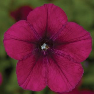 Compra PETUNIA FLASHFORWARD BURGUNDY Pildorada F1 (1000 Semillas). en la tienda online Fito Agrícola