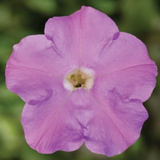 Compra PETUNIA FLASHFORWARD LAVENDER Pildorada F1 (1000 Semillas). en la tienda online Fito Agrícola