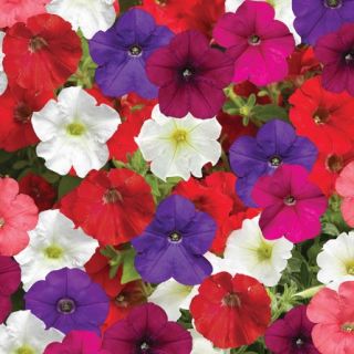 Compra PETUNIA FLASHFORWARD MIX Pildorada F1 (1000 Semillas). en la tienda online Fito Agrícola