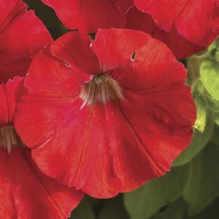 Compra PETUNIA FLASHFORWARD RED Pildorada F1 (1000 Semillas). en la tienda online Fito Agrícola