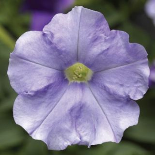 Compra PETUNIA FLASHFORWARD SKY BLUE Pildorada F1 (1000 Semillas). en la tienda online Fito Agrícola