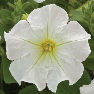 Compra PETUNIA FLASHFORWARD WHITE Pildorada F1 (1000 Semillas). en la tienda online Fito Agrícola