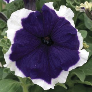 Compra PETUNIA FROST BLUE Pildorada F1 (1000 Semillas). en la tienda online Fito Agrícola