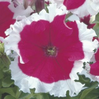 Compra PETUNIA FROST CHERRY Pildorada F1 (1000 Semillas). en la tienda online Fito Agrícola