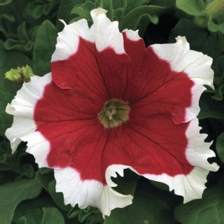 Compra PETUNIA FROST FIRE Pildorada F1 (1000 Semillas). en la tienda online Fito Agrícola