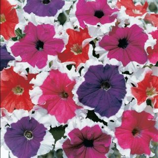 Compra PETUNIA FROST MIX Pildorada F1 (1000 Semillas). en la tienda online Fito Agrícola